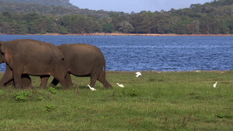 Wild-elephants-eating-grass,-Hurulu-Eco-Park,-Sri-Lanka