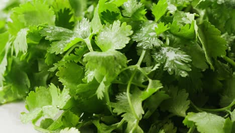 fresh coriander