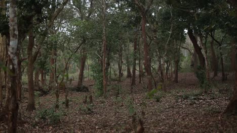 Bosque-En-Clima-Tropical,-Tiro-Estático