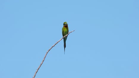 Blauschwänziger-Bienenfresser-Merops-Philippinus,-Gesehen-Auf-Einem-Zweig,-Der-Sich-Nach-Ein-Paar-Bienen-Zum-Fressen-Umsieht,-Und-Fliegt-Dann-Nach-Rechts-Weg,-Um-Seine-Beute-Zu-Fangen,-Thailand