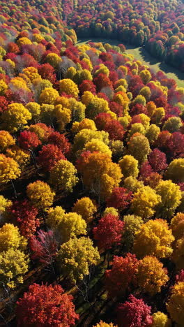 el follaje de otoño pasa por alto