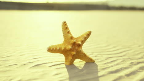 golden starfish resting on a tranquil sandy beach at sunset