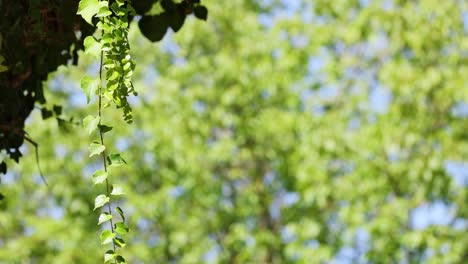 vines sway against a blurred leafy backdrop