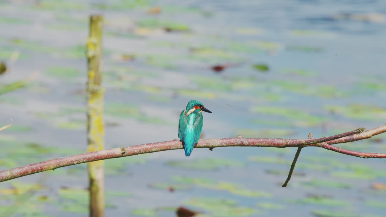 Primo piano con teleobiettivo della vista posteriore di un martin pescatore appollaiato su un ramo sopra uno stagno idilliaco in Frisia, Paesi Bassi