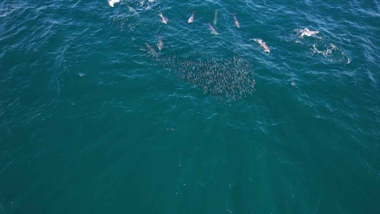 un grupo de peces mullet y delfines nariz de botella en el océano de nueva gales del sur, australia - fotografía aérea de un dron