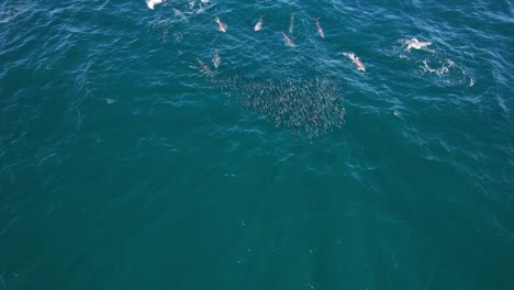 school of mullet fish and bottlenose dolphins in the ocean of new south wales, australia - aerial drone shot