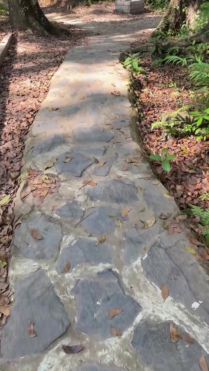 Walking Along a Stone Path in a Forest
