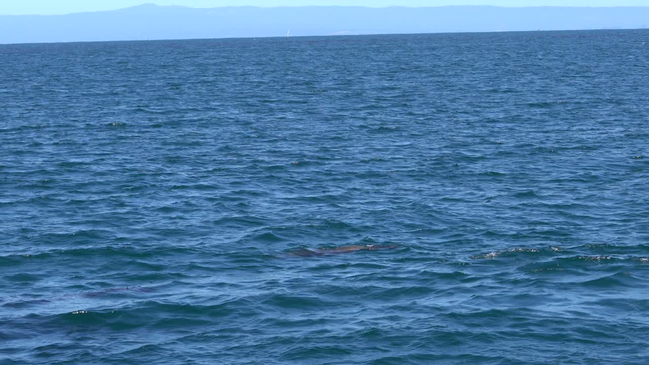 милая собачка морского льва гребет рядом с каякером в монтерее, калифорния