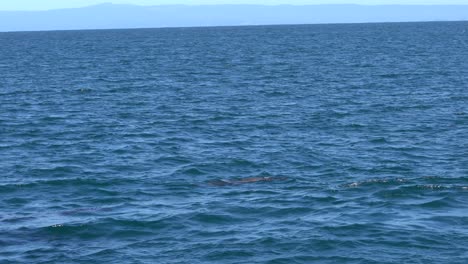 Cute-Sea-Lion-Doggy-Paddling-Near-A-Kayaker-In-Monterey,-California