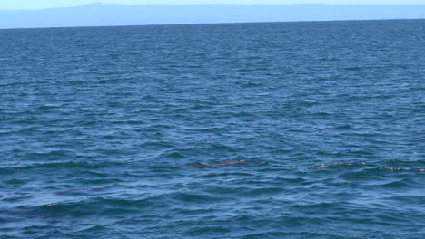 lindo cachorro de león marino remando cerca de un kayakista en monterey, california