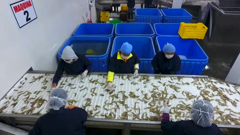 a group of women organizing prawns in a company