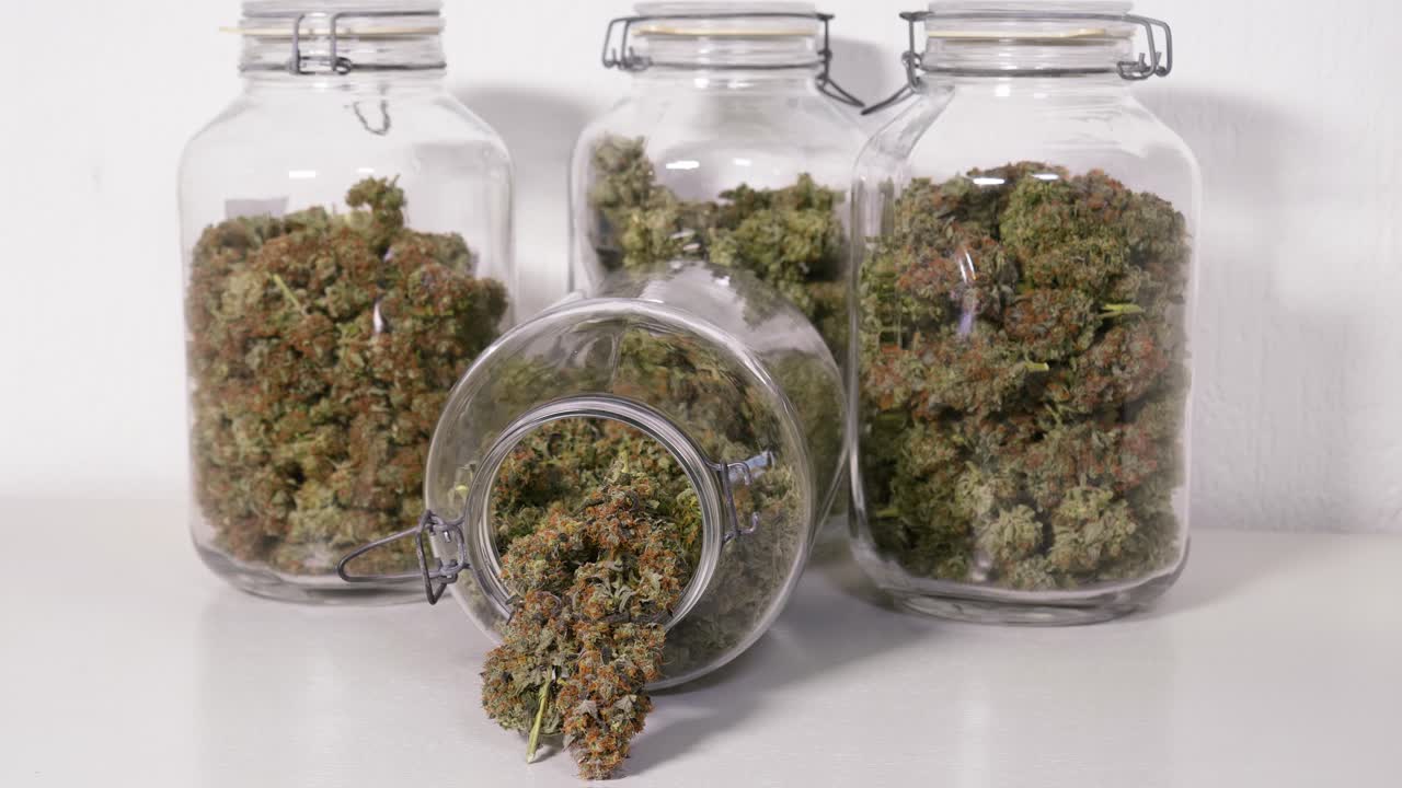 Dolly-shot af høstede cannabisblomster i krukker foran en hvid baggrund