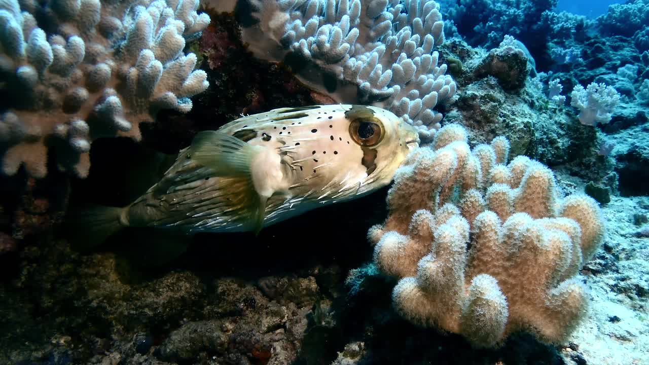 Pindsvinefisk svømmer over koralrev ved Mauritius