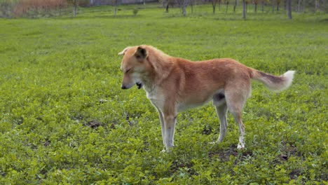 Nervöser-Und-Lustiger-Brauner-Hund-Bellt