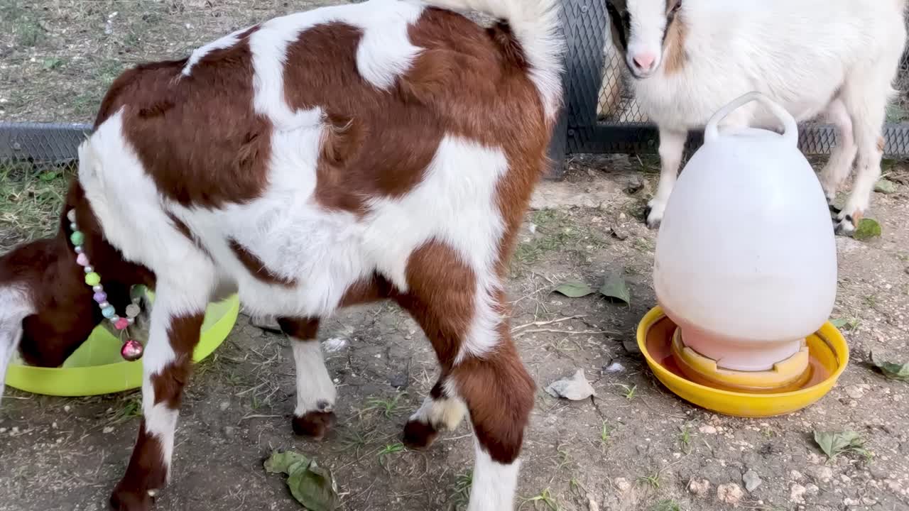 염소 새끼들은 과 함께 놀고 먹이를 먹습니다.