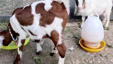 los niños de cabra se divierten y se alimentan junto a los pollos.