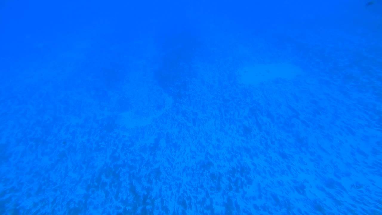 First person shot of a scuba diver taking a caught lobster of the stick and swimming HD 1080p 23.98p