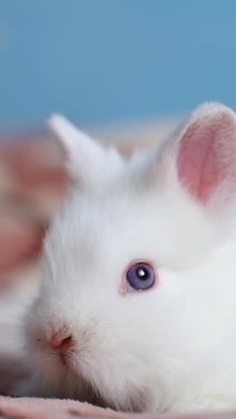 close-up of an adorable white rabbit with blue eyes