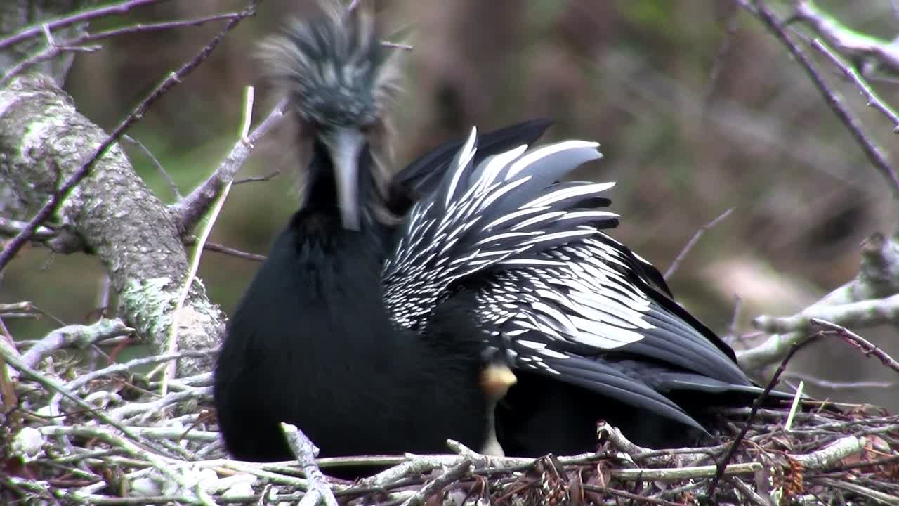 un pájaro anhinga macho en su nido en florida