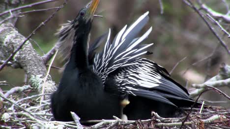 a male anhinga bird in its nest in florida