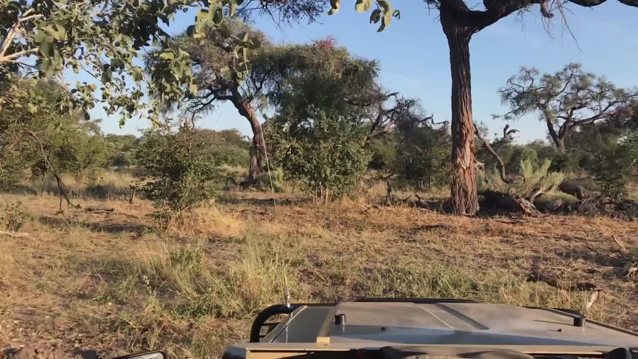 punto de vista: el vehículo de safari conduce fuera de la carretera hacia el arbusto bajo y abierto de botswana