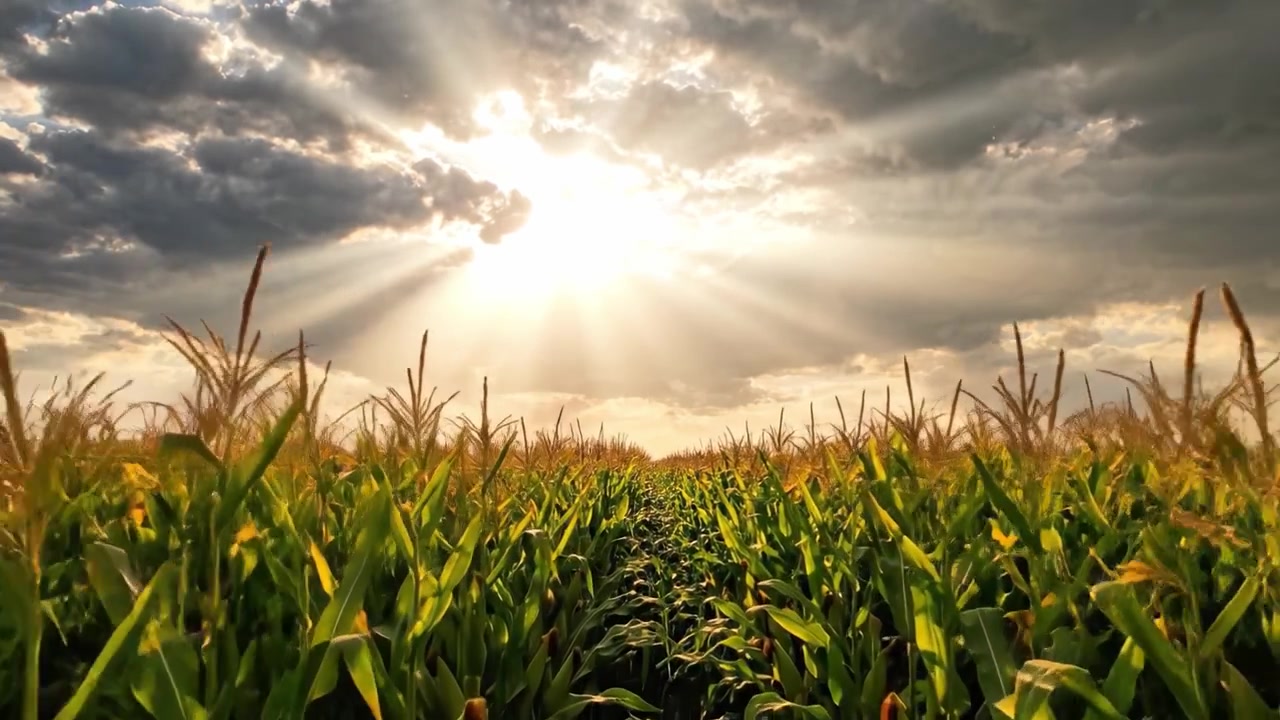 A Breathtaking View of Cornfields Under Dramatic Skies as Rays of Sunlight Break Through Dark Clouds, Capturing the Essence of Nature's Beauty