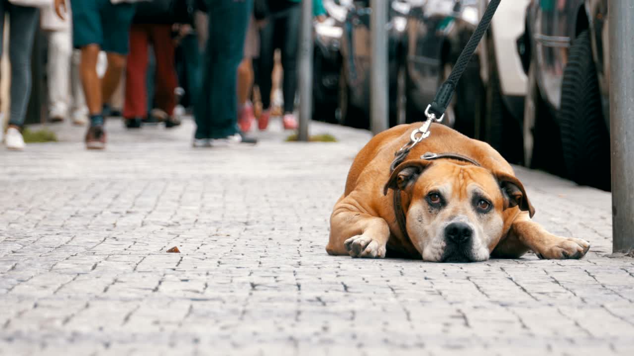 perro fiel y miserable tendido en la acera y esperando al dueño. las piernas de la multitud de personas indiferentes que pasan
