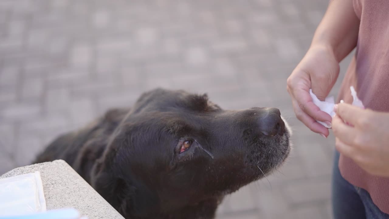 Woman taking care of a back mastiff dog with conjunctivitis cleaning eyes