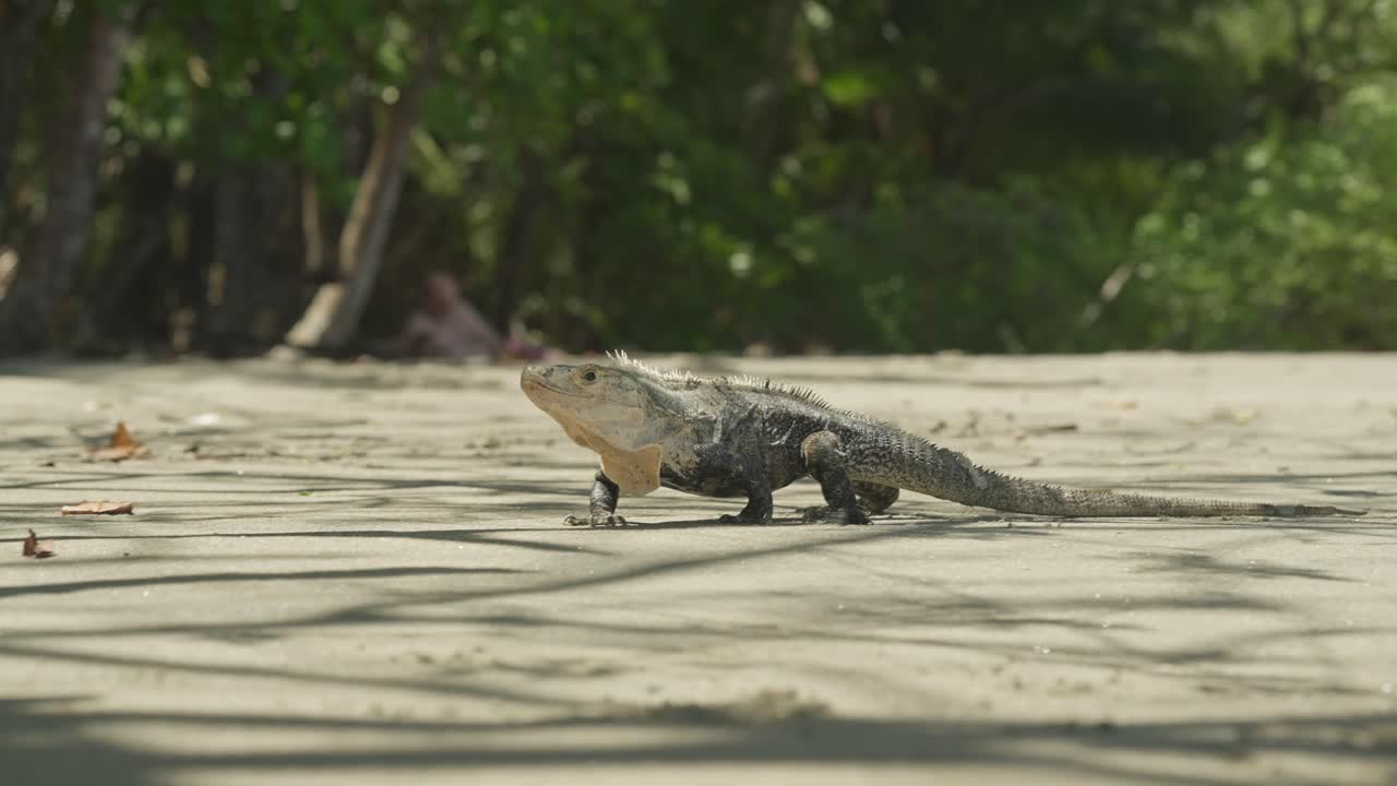 Black Iguana casually walking on sandy shore of Costa Rica