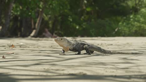 black iguana casually walking on sandy shore of costa rica