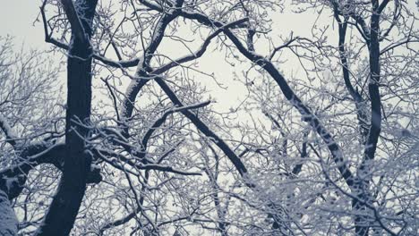 Primeras-Nevadas-Ligeras-Que-Cubren-Las-Ramas-Enredadas-En-Las-Copas-De-Los-árboles