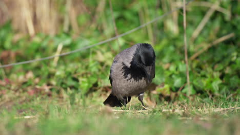 the hooded crow , also called the scald-crow or hoodie walking on the ground foraging insects