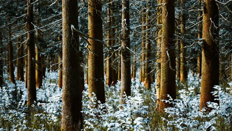 Nadelwald,-Beleuchtet-Von-Der-Wintermorgensonne