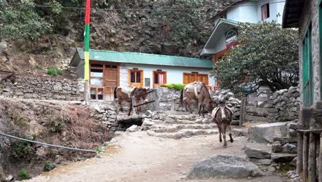 Un-Tren-De-Mulas-En-Las-Montañas-Del-Himalaya-De-Nepal