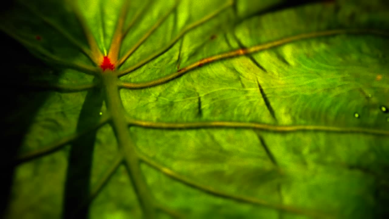 hermosa toma pov retrocediendo desde hojas verdes y plantas para revelar el sol
