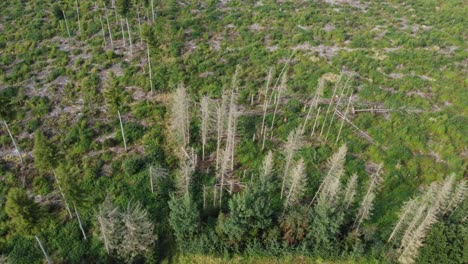 bosque de abetos destruido arriba