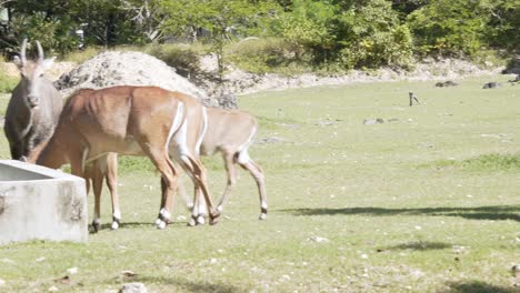 Nilgai-family-in-the-National-Zoological-Park-of-the-Dominican-Republic