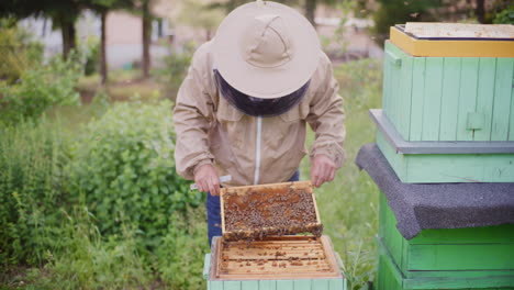 the beekeeper checks whether the bees are not sick in the apiary, ensuring their health.