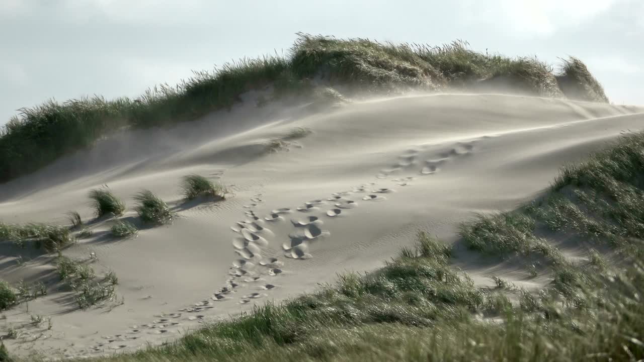 Sand dunes with dune grass in the storm of the North Sea, hiking dunes, dike protection, Sondervig, Jutland, Denmark, 4k