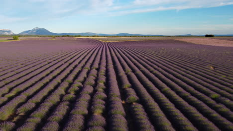 Valensole-Campo-De-Lavanda-Vista-Aérea