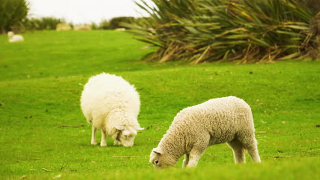 Dos-Ovejas-Borderdale-Alimentándose-De-Un-Campo-De-Hierba-Verde-En-Nueva-Zelanda