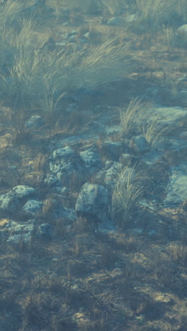 a field with grass and rocks