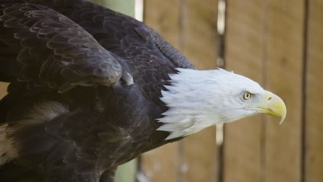 Weißkopfseeadler-In-Gefangenschaft-Bewegt-Sich-Auf-Barsch,-Streckt-Die-Flügel-Und-Senkt-Den-Kopf