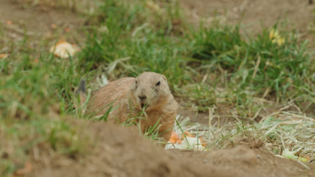 Cute Groundhog eating grass in the wild