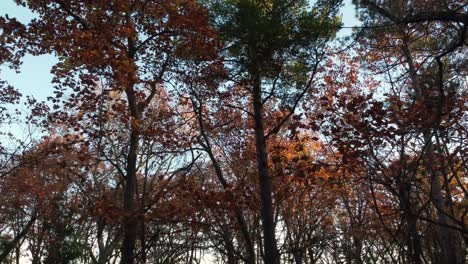 drone flight that starts at the bottom of an autumn forest and rises through the branches to above the treetops in the sky