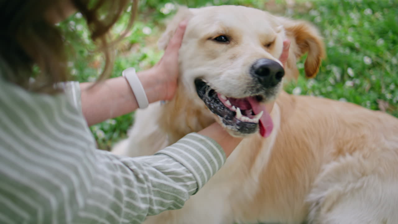 Furry golden retriever caressed by unknown owner in green nature closeup