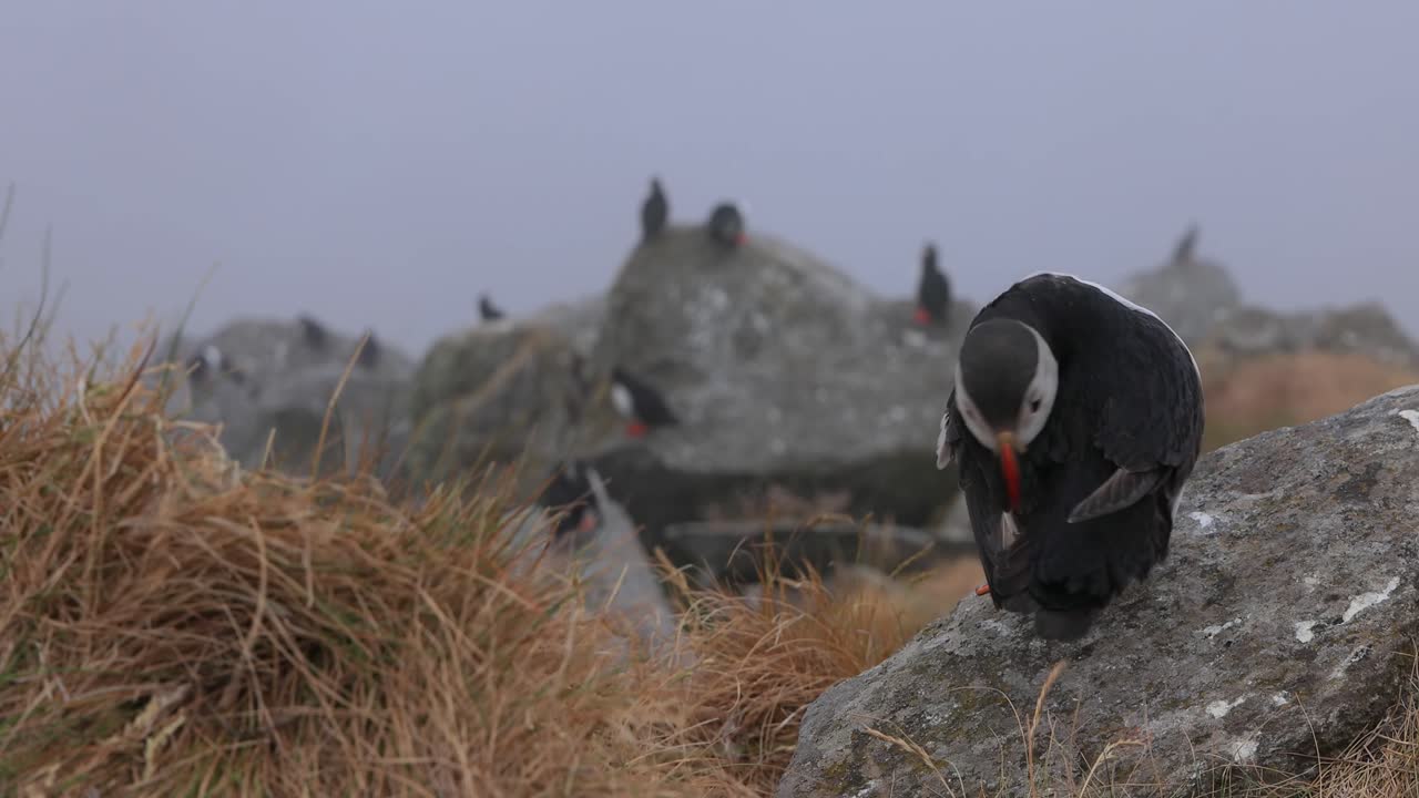 papagayo atlántico (fratercula arctica), en la roca de la isla de runde (noruega).