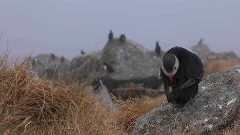 atlantic puffin (fratercula arctica), on the rock on the island of runde (norway).