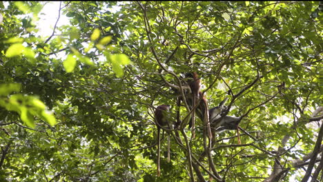 Zanzibar red colobus monkeys with long tails resting in tree branches