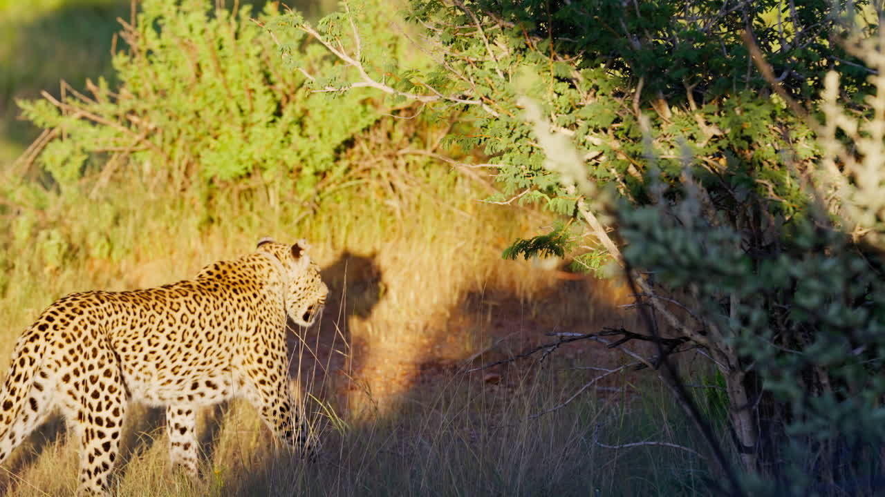 Afrika Savanı'nda Leopar